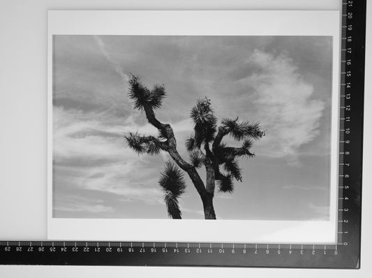 JOSHUA TREE 8x10 Silver Gelatin Print