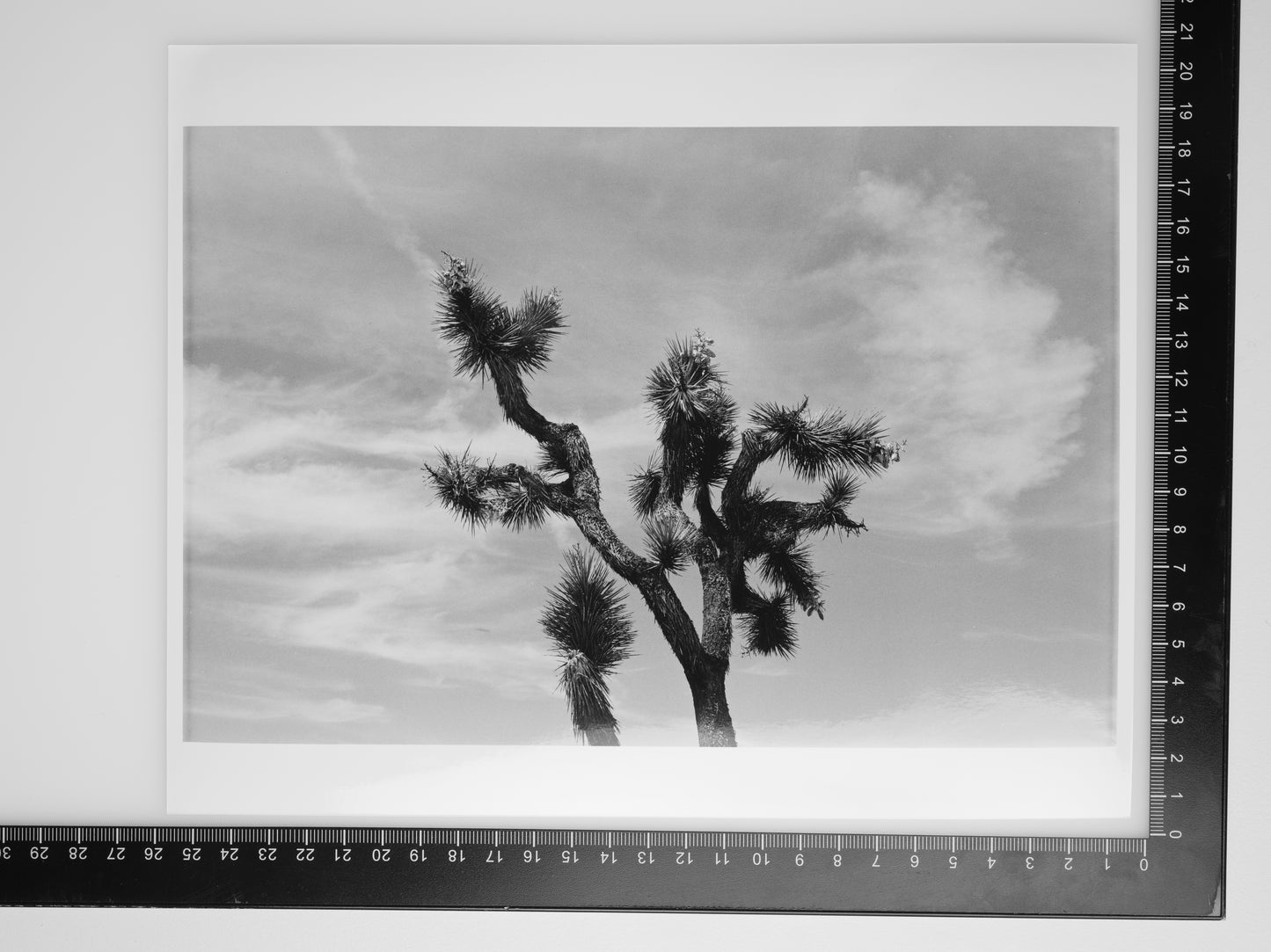 JOSHUA TREE 8x10 Silver Gelatin Print